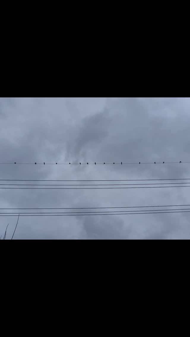 ツバメが集合してるそろそろ旅立つ用意かなー⁡